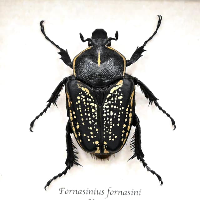 Large black and gold Scarab beetle framed taxidermy - Fornasinius fornasini - female