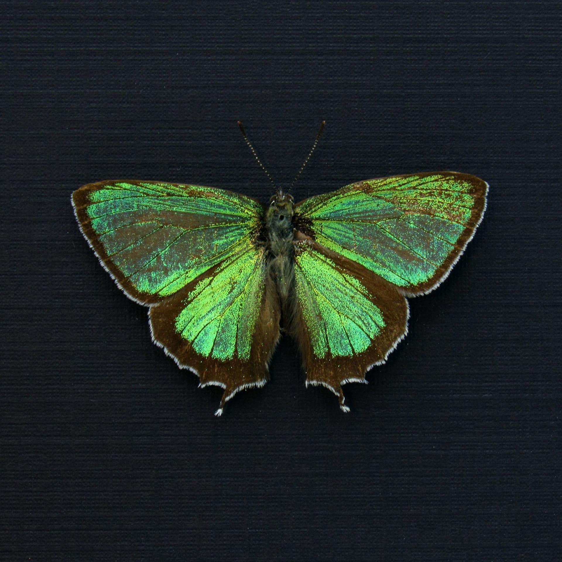 Real tiny metallic green butterfly framed taxidermy - Chrysozephyrus smaragdinus - Victorian mount