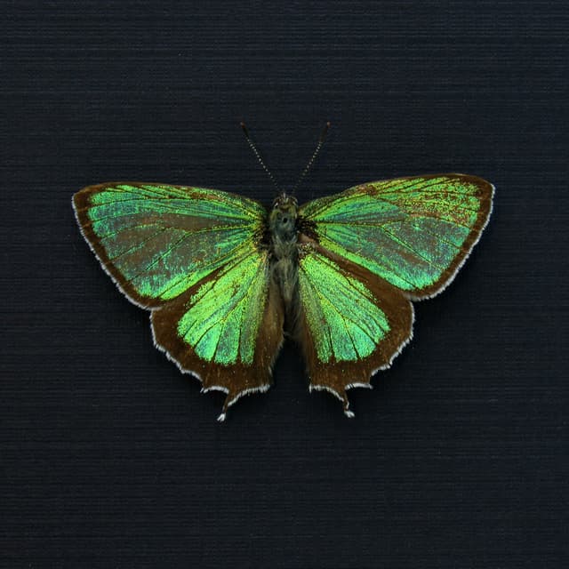 Real tiny metallic green butterfly framed taxidermy - Chrysozephyrus smaragdinus - Victorian mount