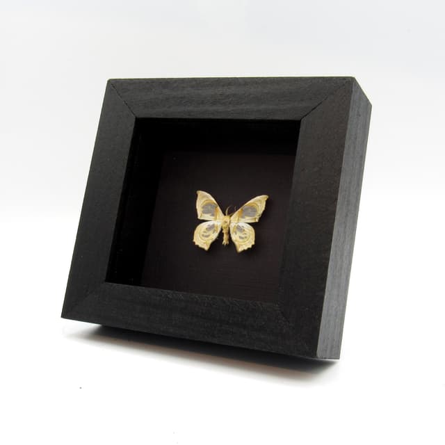 Tiny real moth framed taxidermy