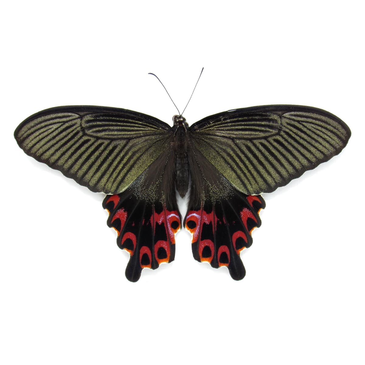 Real Black Spangle Swallowtail butterfly framed taxidermy - Papilio protenor - extra red - Victorian mount
