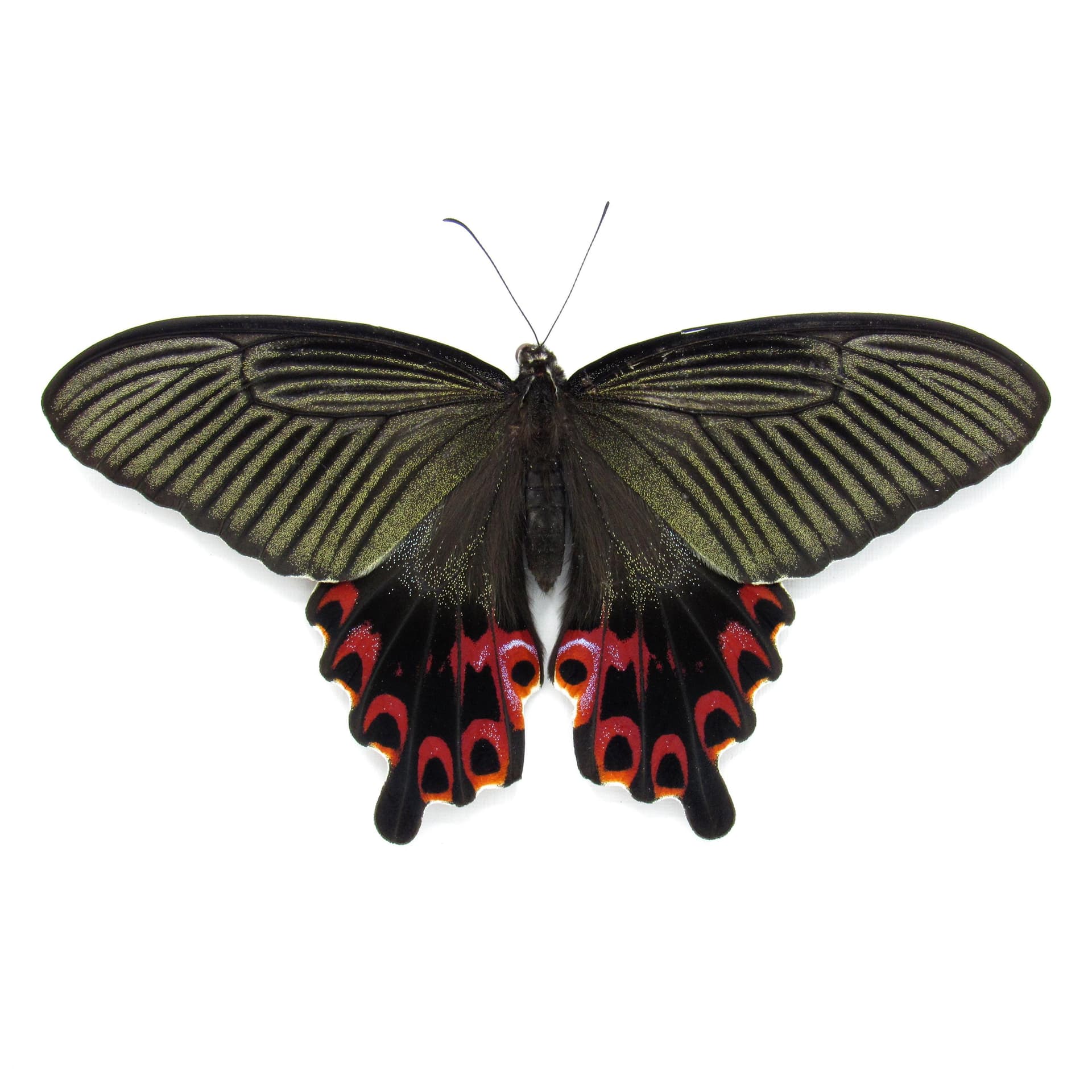 Real Black Spangle Swallowtail butterfly framed taxidermy - Papilio protenor - extra red - Victorian mount