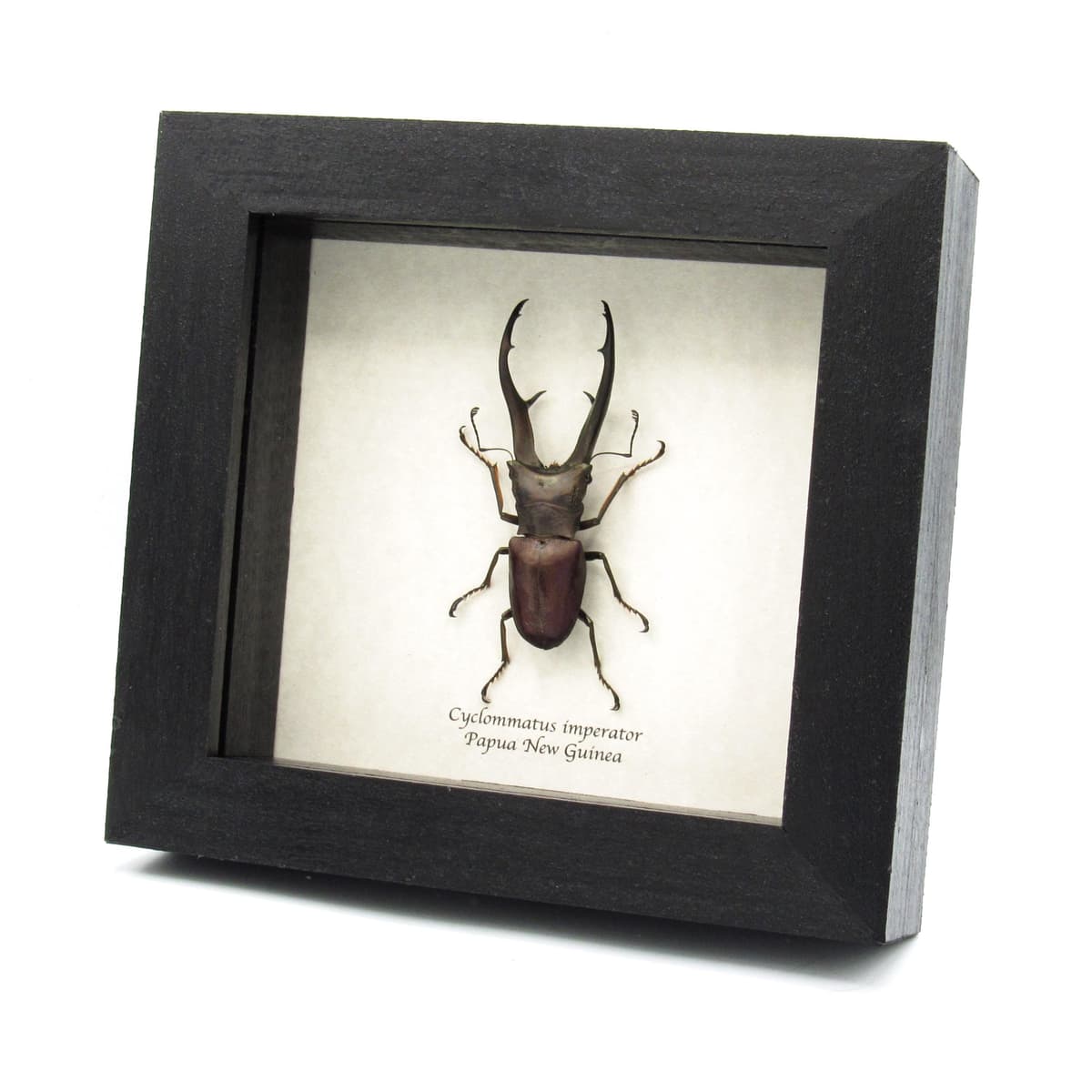 Rare giant Stag beetle framed taxidermy - Cyclommatus imperator