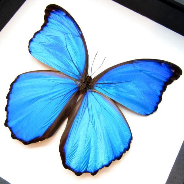 Real large metallic blue Morpho framed butterfly taxidermy - Morpho menelaus alexandrovna