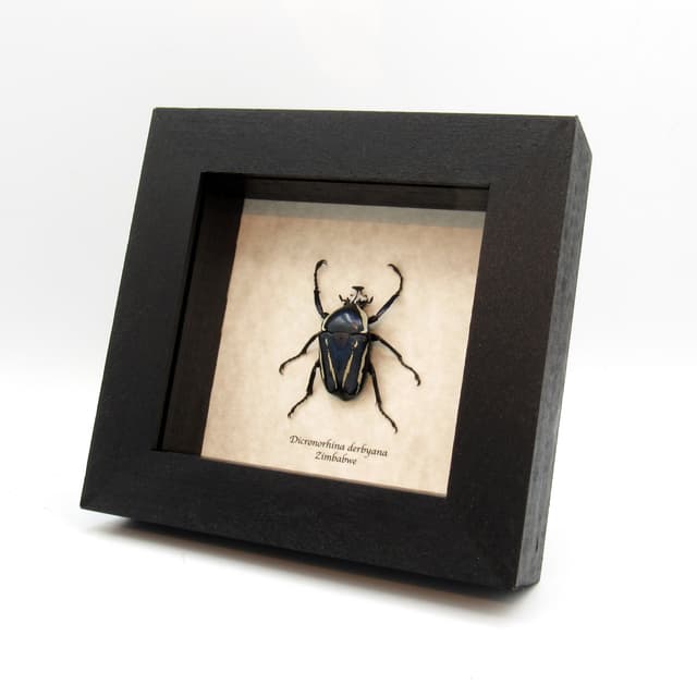 Real Scarab beetle framed taxidermy - Dicronorhina derbyana - blue form