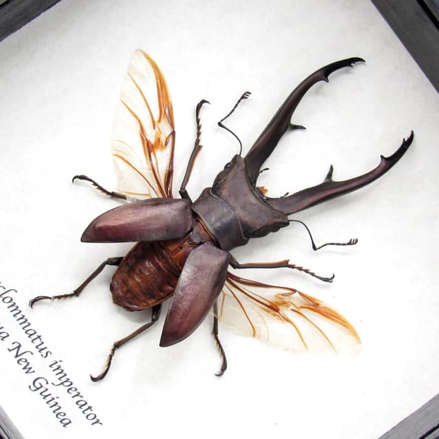 Rare giant Stag beetle framed taxidermy - Cyclommatus imperator