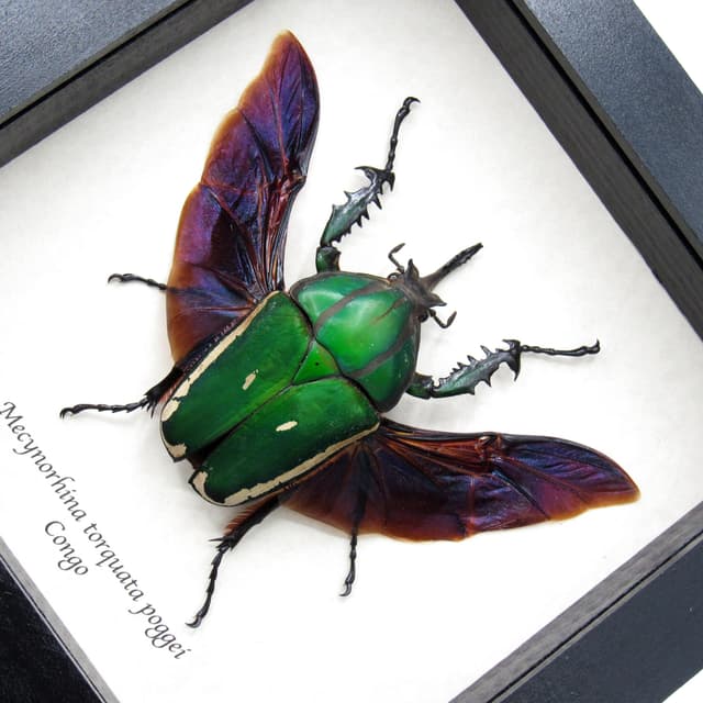 Real XL flower beetle framed taxidermy - Mecynorhina torquata poggei