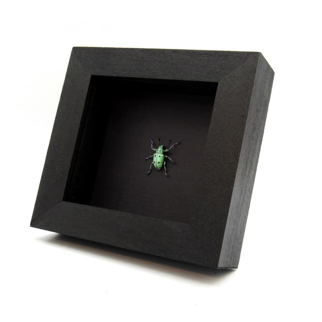 Rare glitter Weevil beetle framed taxidermy - Curculionidae species