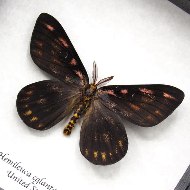 Real rare pink Western Sheep moth framed taxidermy - Hemileuca eglanterina - black form