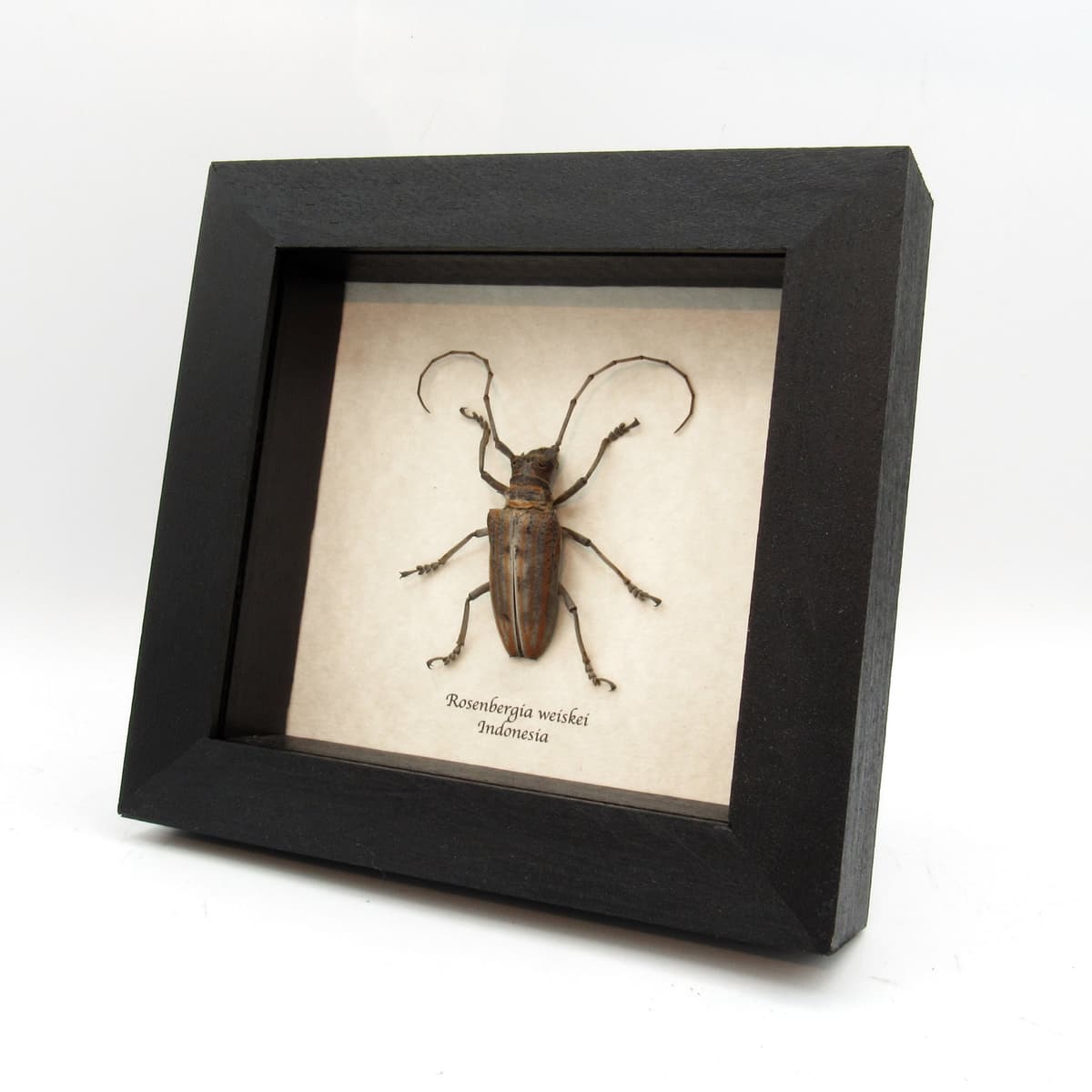 Rare Longhorn beetle framed taxidermy - Rosenbergia weiskei