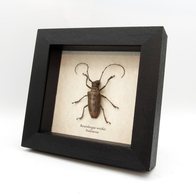Rare Longhorn beetle framed taxidermy - Rosenbergia weiskei