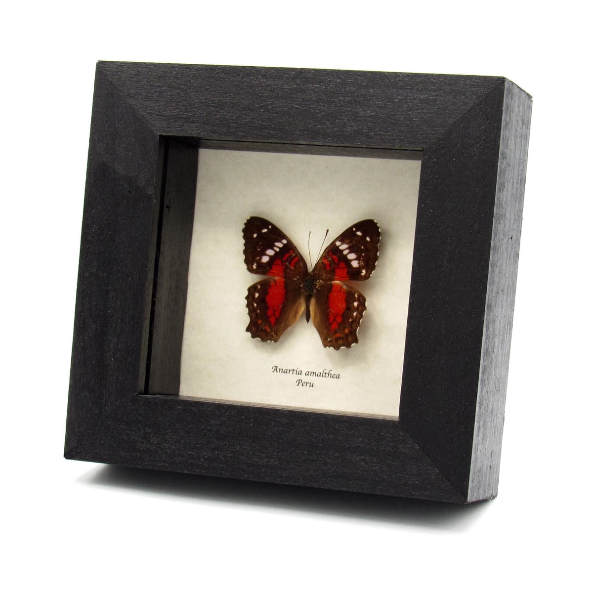 Real red framed butterfly taxidermy - Anartia amalthea