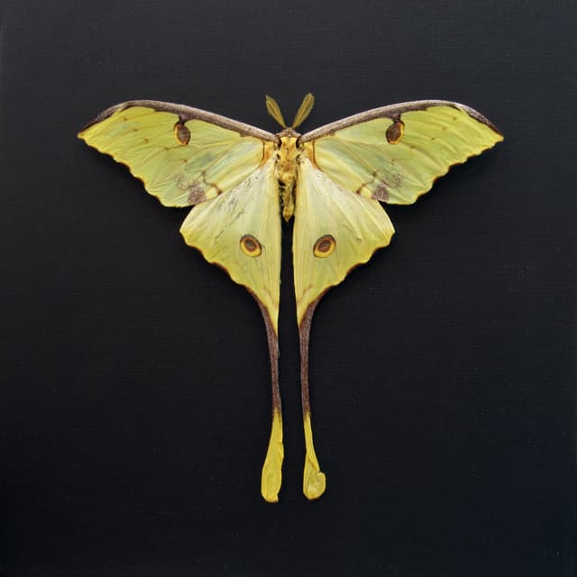 Real African Moon Moth framed taxidermy - Argema mimosae - Victorian mount