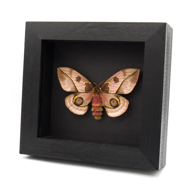 Rare pink Saturn moth framed taxidermy - Automeris frankae - large female