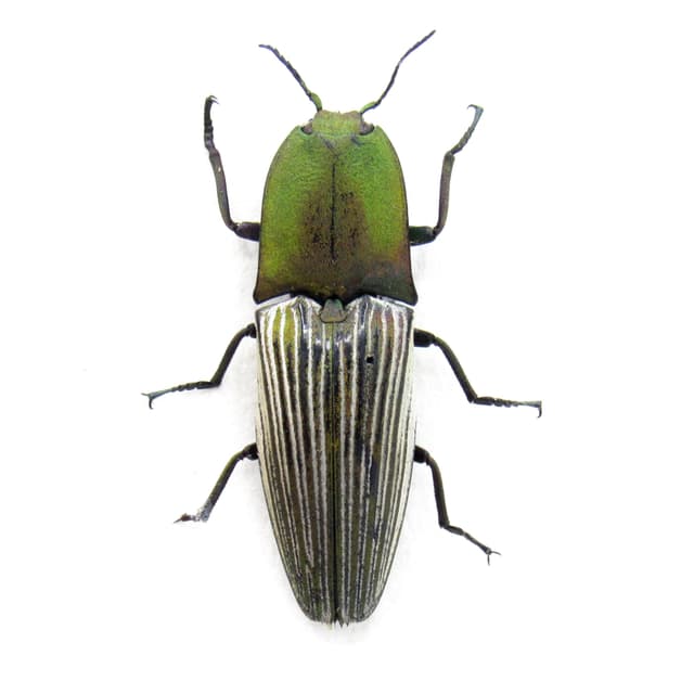 Real green Click beetle framed taxidermy - Chalcolepidius porcatus