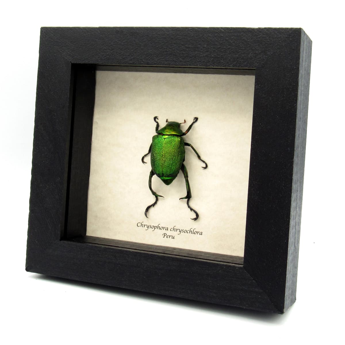 Real metallic green Scarab beetle framed taxidermy - Chrysophora chrysochlora - large