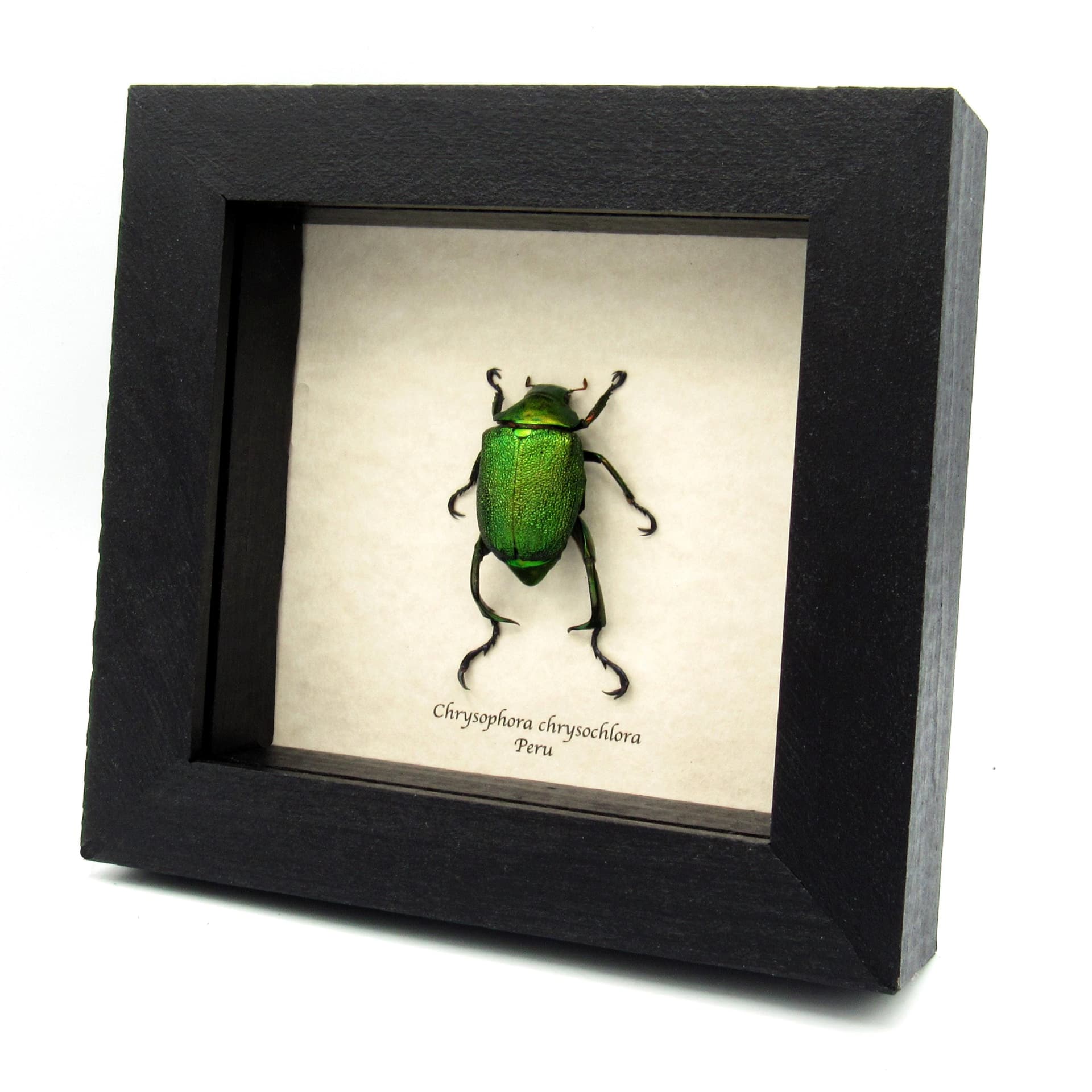 Real metallic green Scarab beetle framed taxidermy - Chrysophora chrysochlora - large