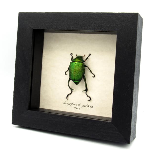 Real metallic green Scarab beetle framed taxidermy - Chrysophora chrysochlora - large