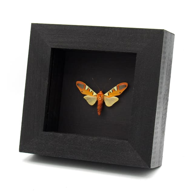 Rare orange Erebid moth framed taxidermy - Gorgonidia garleppi