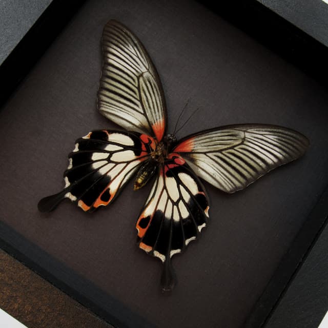 Real Great Mormon butterfly framed taxidermy - Papilio memnon agenor distantianus - female