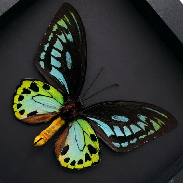 Rare XL Blue Birdwing butterfly framed - Ornithoptera priamus urvillianus - 2