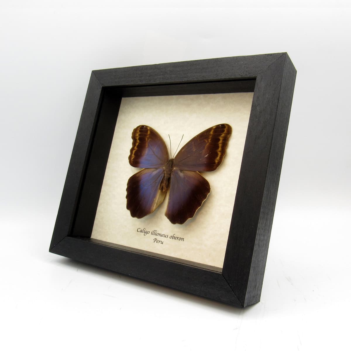 Real Giant Owl Butterfly framed taxidermy - Caligo illioneus oberon