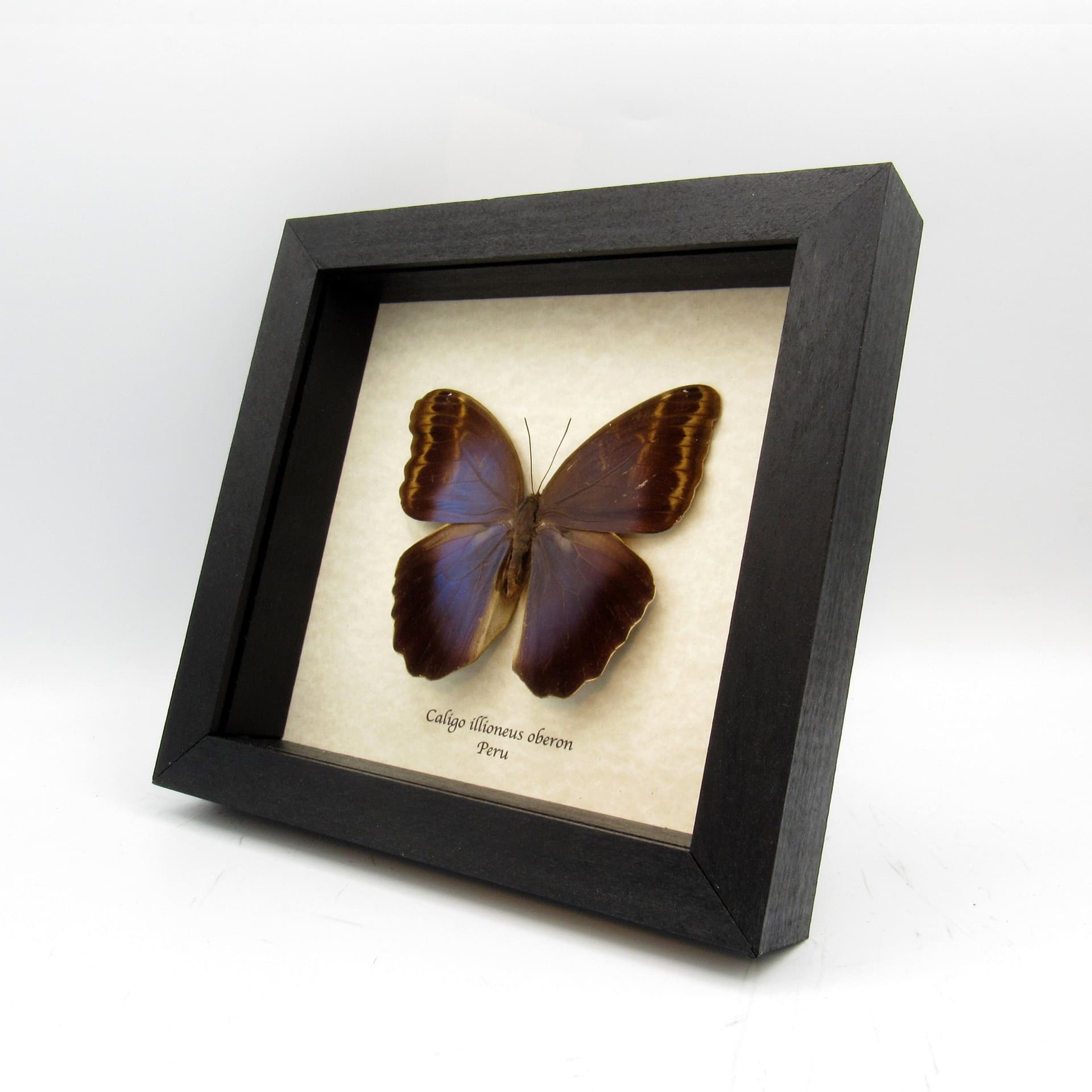 Real Giant Owl Butterfly framed taxidermy - Caligo illioneus oberon