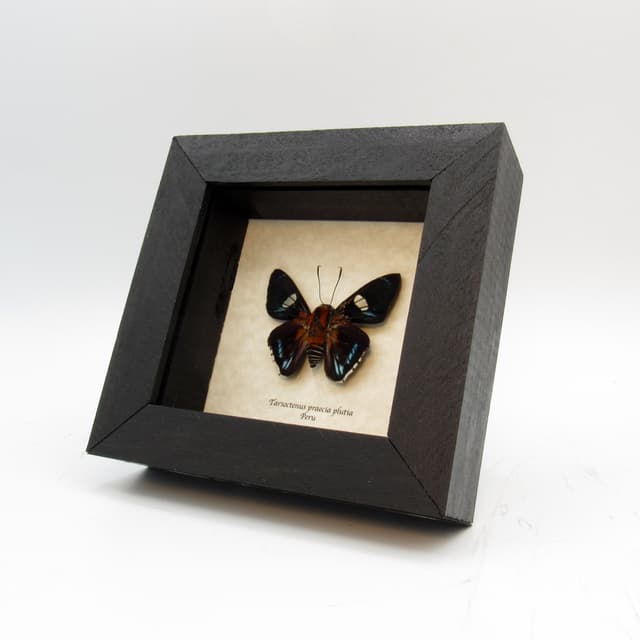 Real Praecia Skipper butterfly framed taxidermy - Tarsoctenus praecia plutia