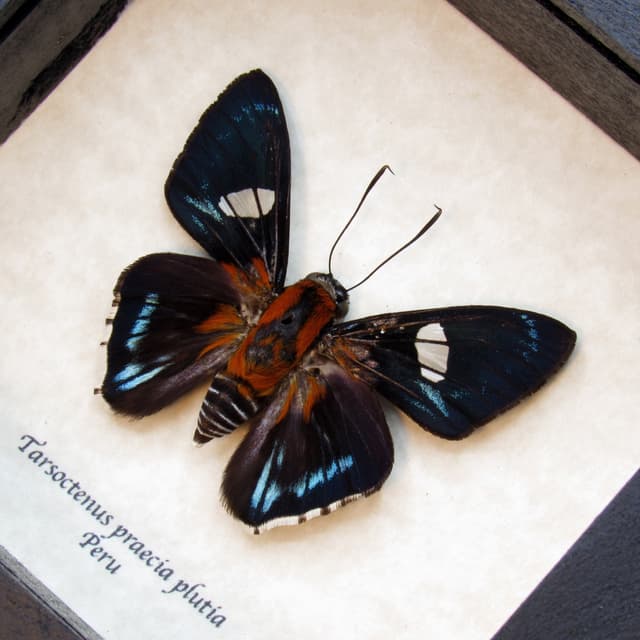 Real Praecia Skipper butterfly framed taxidermy - Tarsoctenus praecia plutia