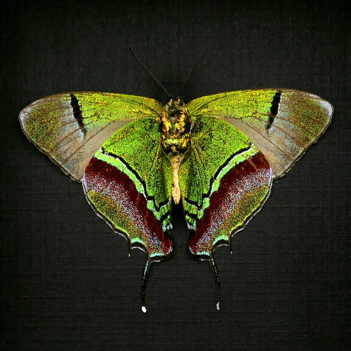 Real metallic green butterfly framed taxidermy - Evenus regalis - Victorian mount