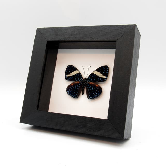 Real blue Starry Night butterfly framed taxidermy - Hamadryas laodamia - banded female