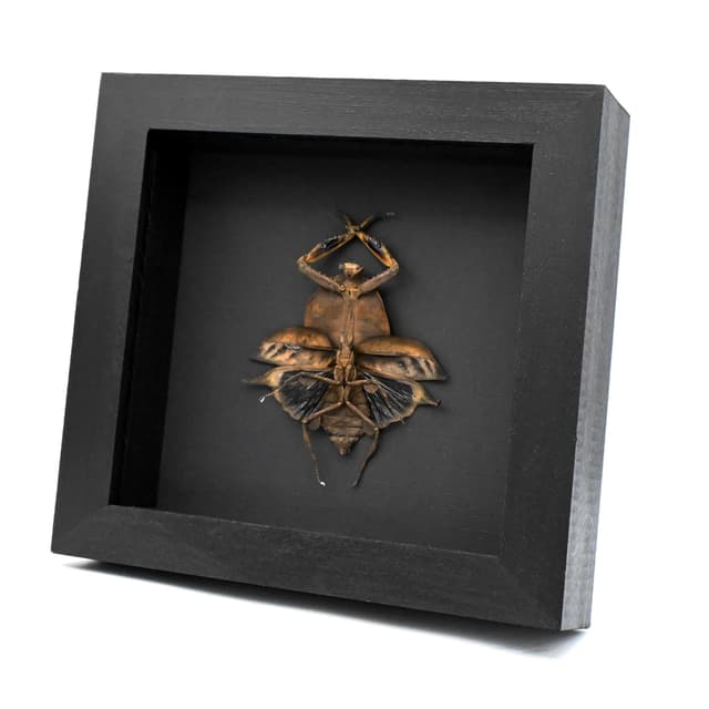 Real Leaf Mantis Displaying the Severed Head of her Lover in Triumph