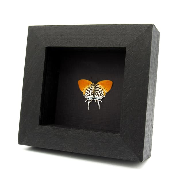 Real Posy butterfly framed specimen - Drupadia ravindra moorei