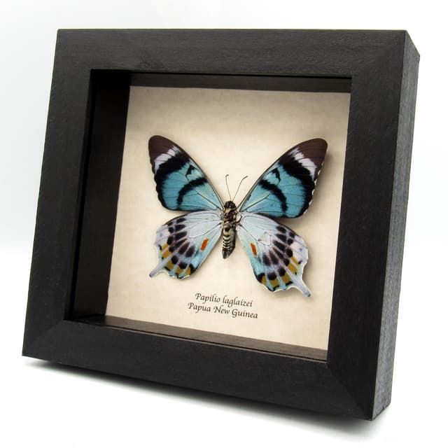 Very rare moth mimic Swallowtail butterfly framed taxidermy - Papilio laglaizei