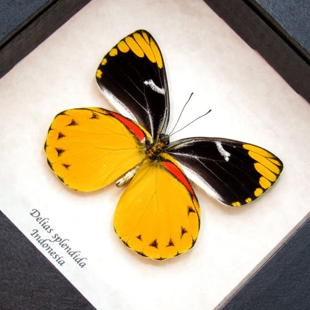 Real large yellow Delias butterfly framed taxidermy - Delias splendida