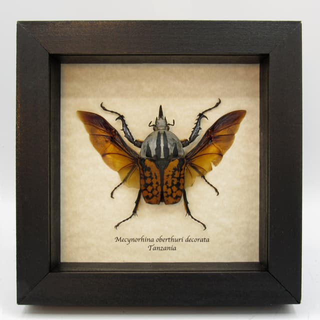 Real framed taxidermy beetle - Mecynorhina oberthuri decorata