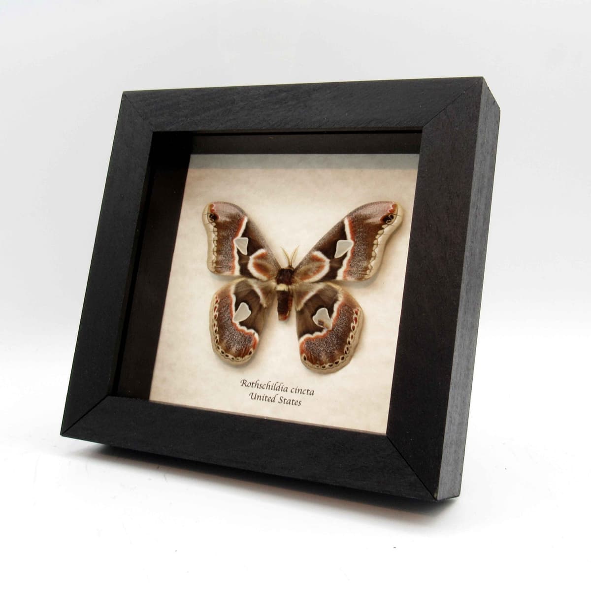 Real Saturn moth framed taxidermy - Rothschildia cincta