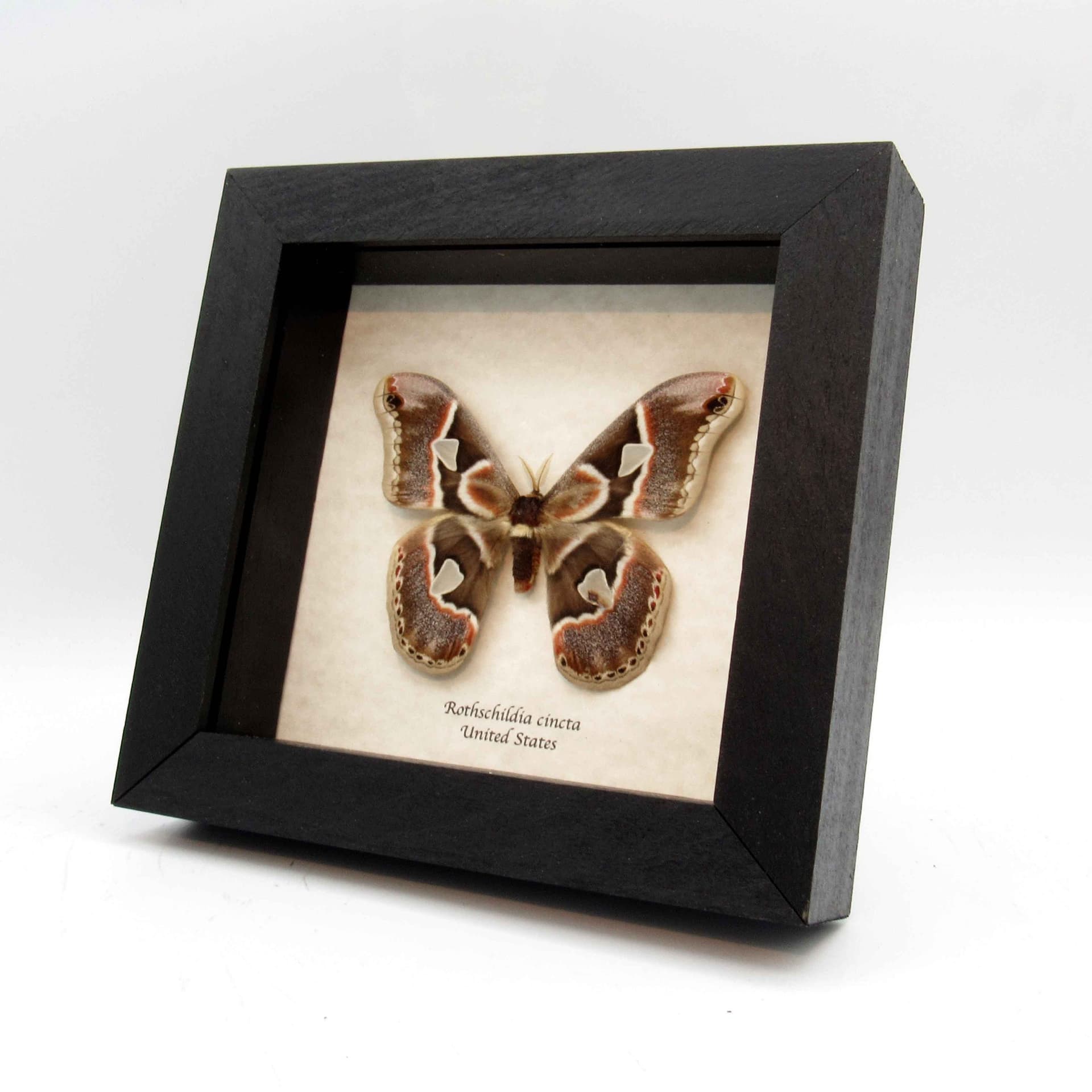 Real Saturn moth framed taxidermy - Rothschildia cincta