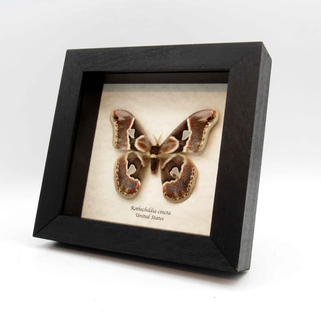 Real Saturn moth framed taxidermy - Rothschildia cincta