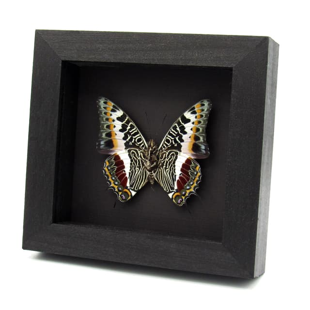 Real Giant Emperor butterfly framed taxidermy - Charaxes castor