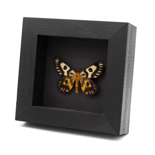 Real rare Western Sheep moth framed taxidermy - Hemileuca eglanterina -  dark form
