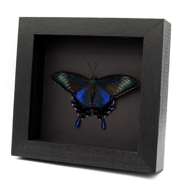 Real black Peacock butterfly framed taxidermy - Papilio bianor dehaani - spring form - Victorian mount