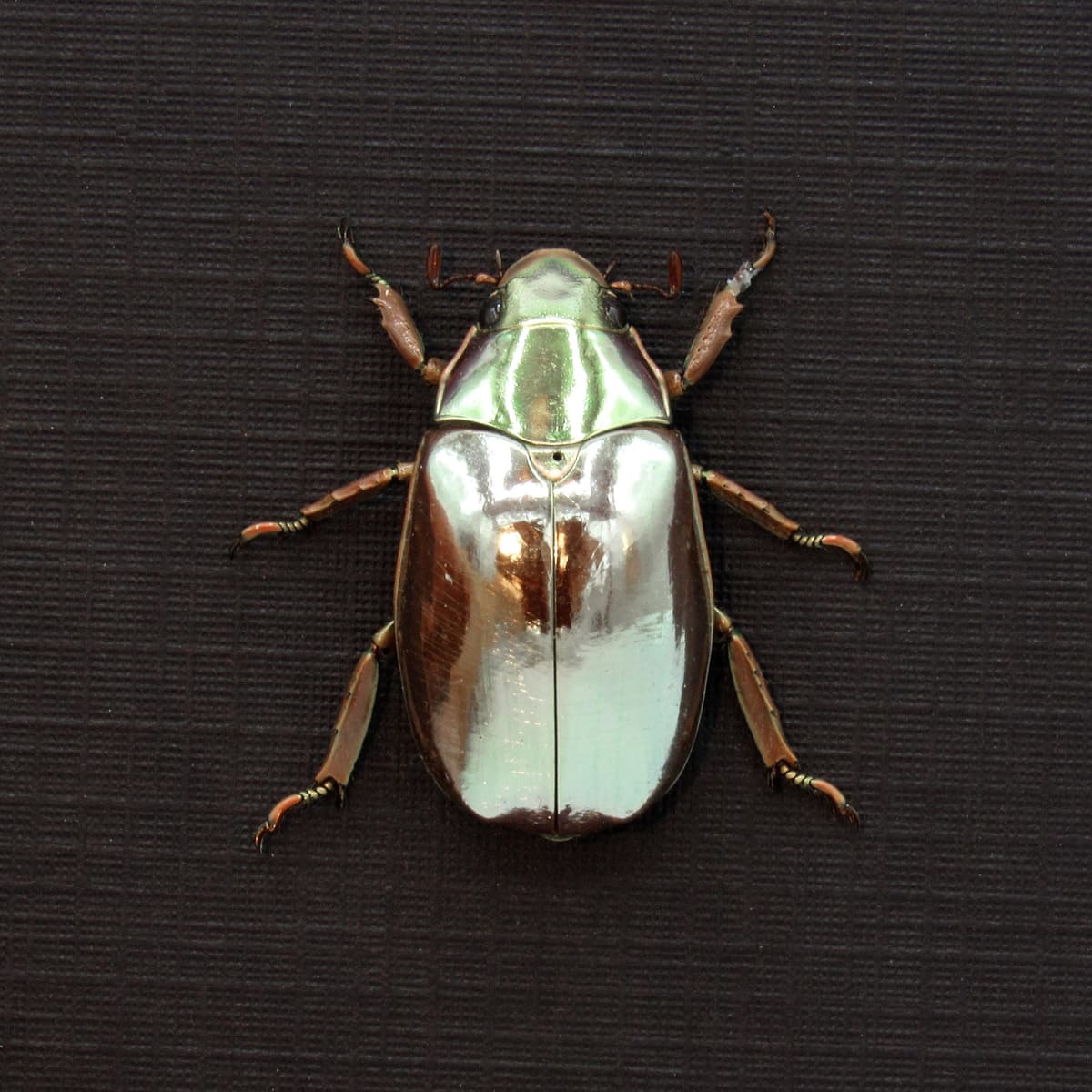 Rare silver Jewel beetle framed taxidermy - Chrysina optima