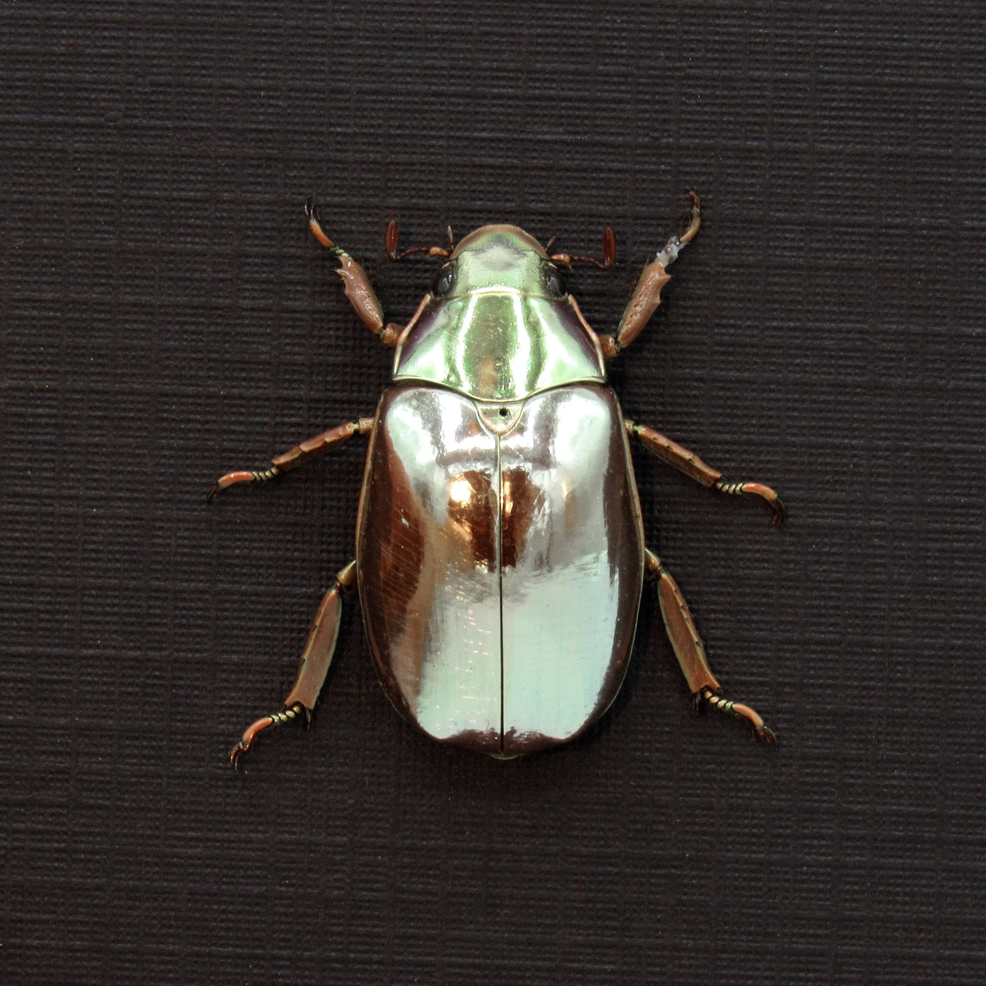 Rare silver Jewel beetle framed taxidermy - Chrysina optima