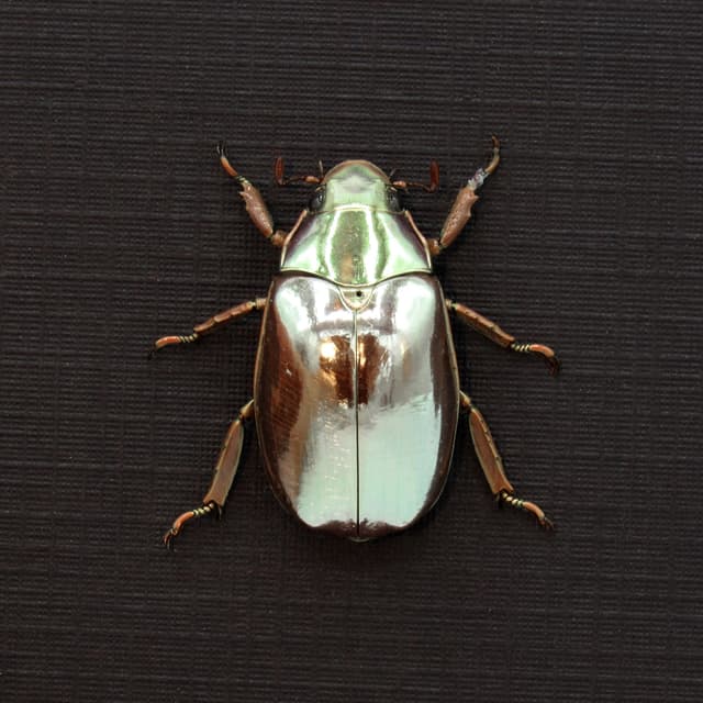 Rare silver Jewel beetle framed taxidermy - Chrysina optima