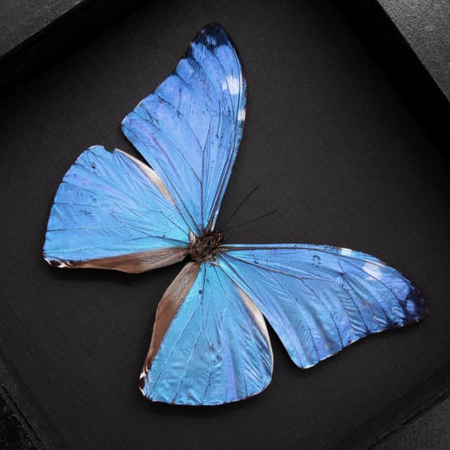 Real iridescent blue butterfly framed taxidermy - morpho adonis huallaga - minor damage