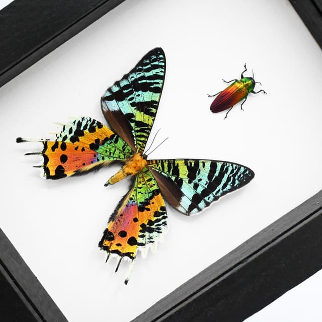 Real rainbow moth and beetle framed specimens - Urania ripheus and Belionota tricolor
