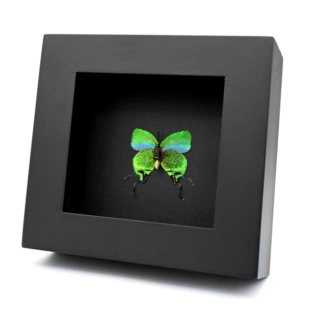 Rare metallic green Hairstreak butterfly framed - Arcas imperialis