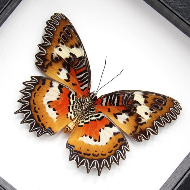 Real Red framed taxidermy butterfly - Cethosia hypsea