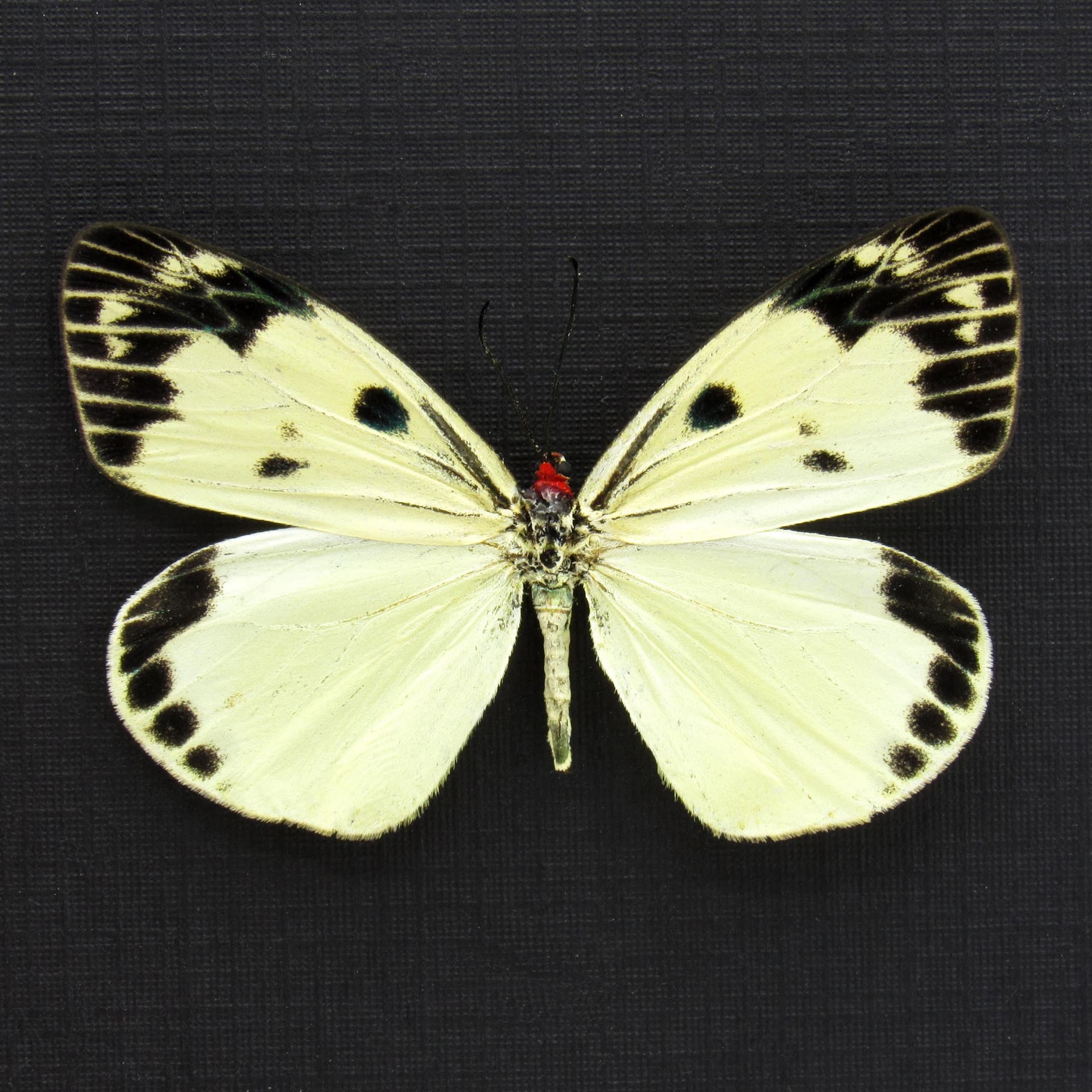 Rare pale yellow day flying moth framed taxidermy - Chalcosia phalaenaria